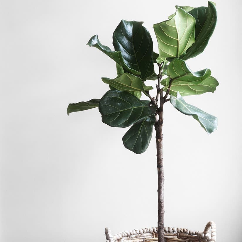 6 plantes faciles à cultiver