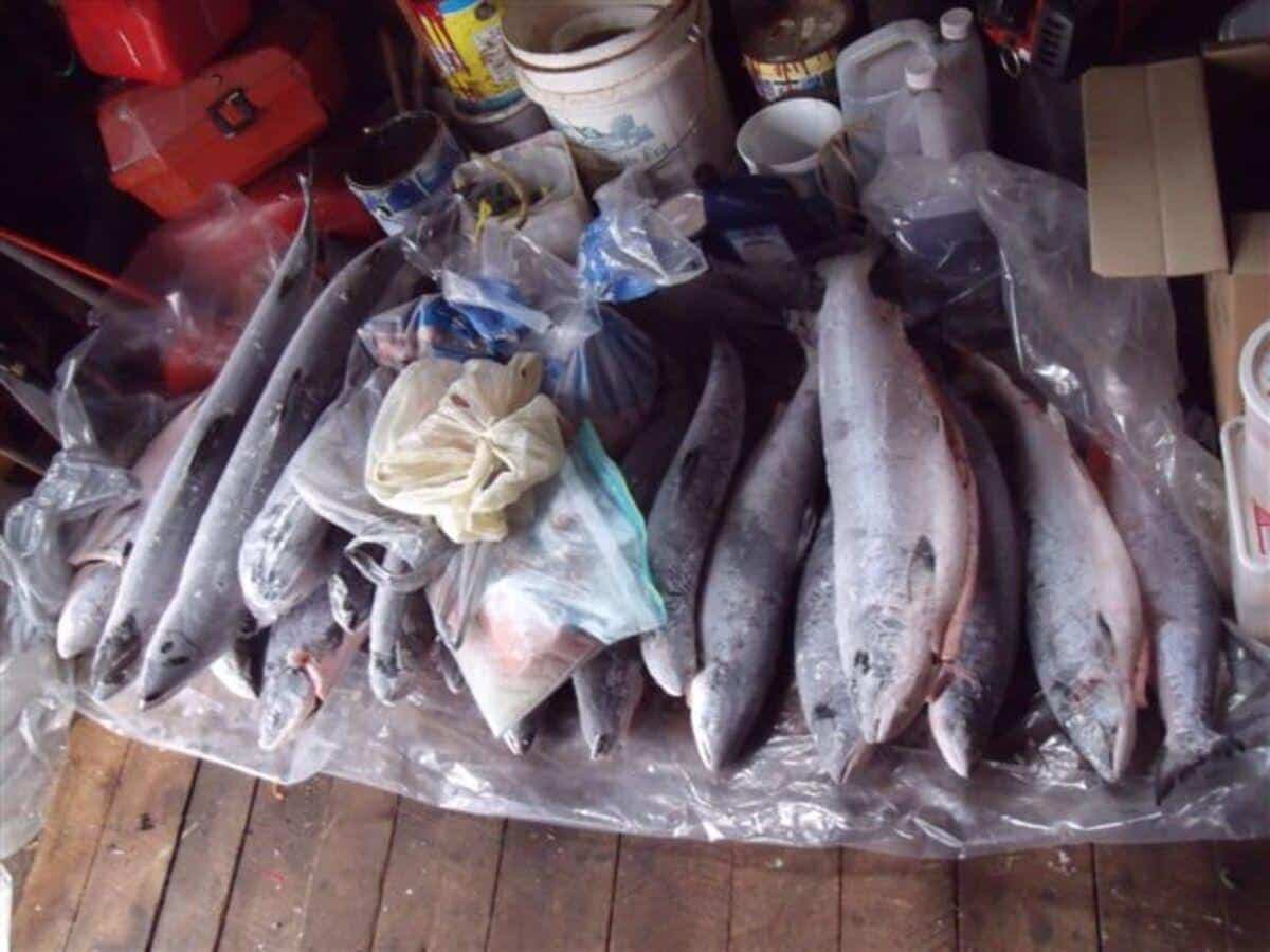 photo courtoisie du ministère des Ressources naturelles et de la Faune