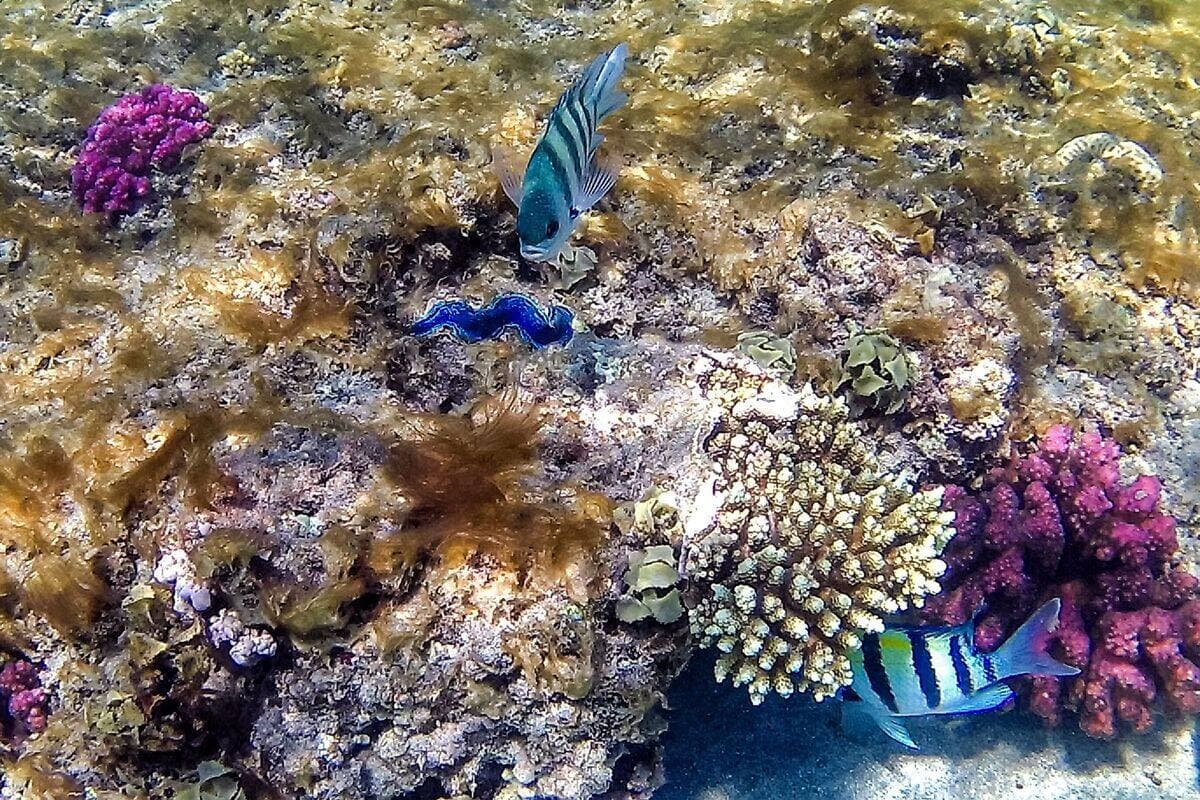 Les coraux comptent parmi les espèces les plus menacées, selon le WWF.