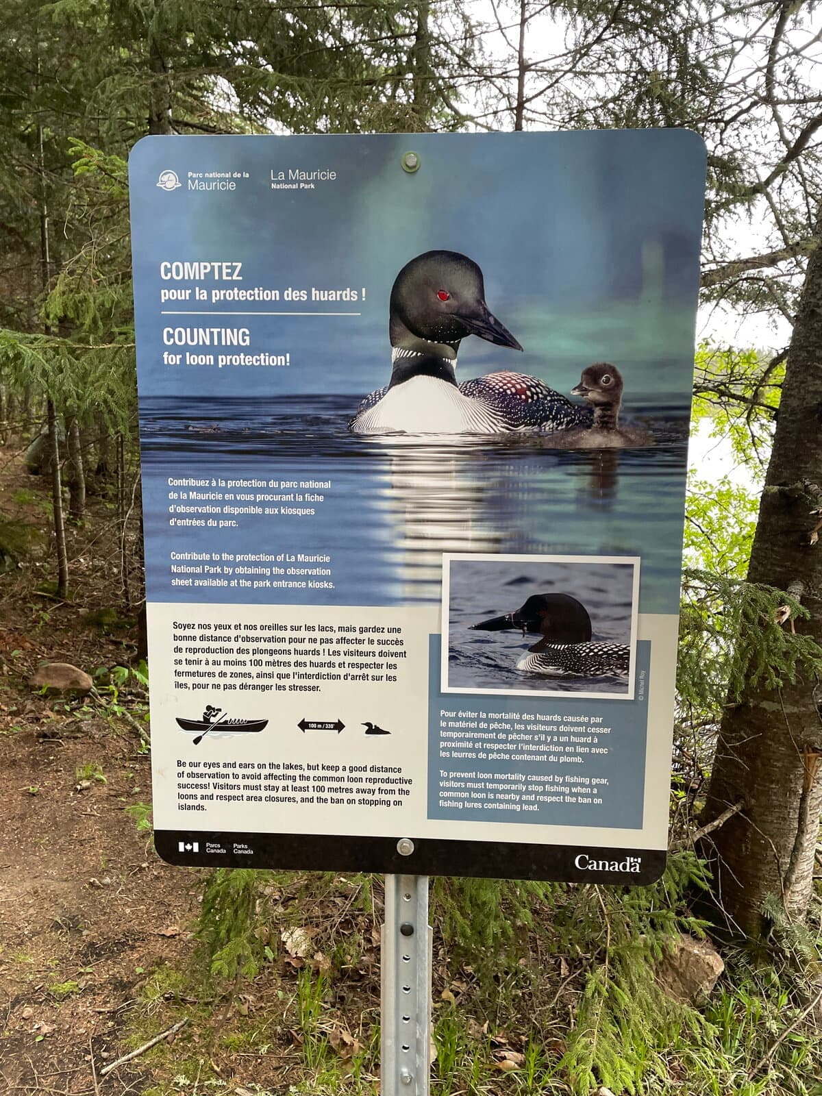 Des panneaux explicatifs pour sensibiliser les usagers à la présence des plongeons huards ont été installés ce printemps au parc national de la Mauricie.