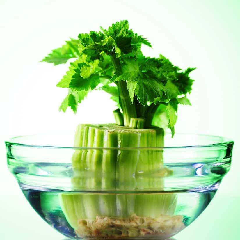 Faire repousser 8 aliments facilement