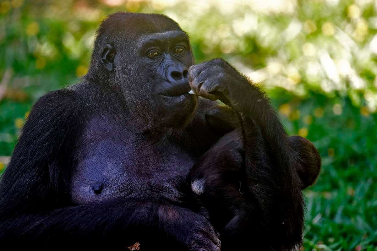 Le nombre de gorilles des plaines orientales, en République démocratique du Congo, a baissé de 80% en 50 ans.