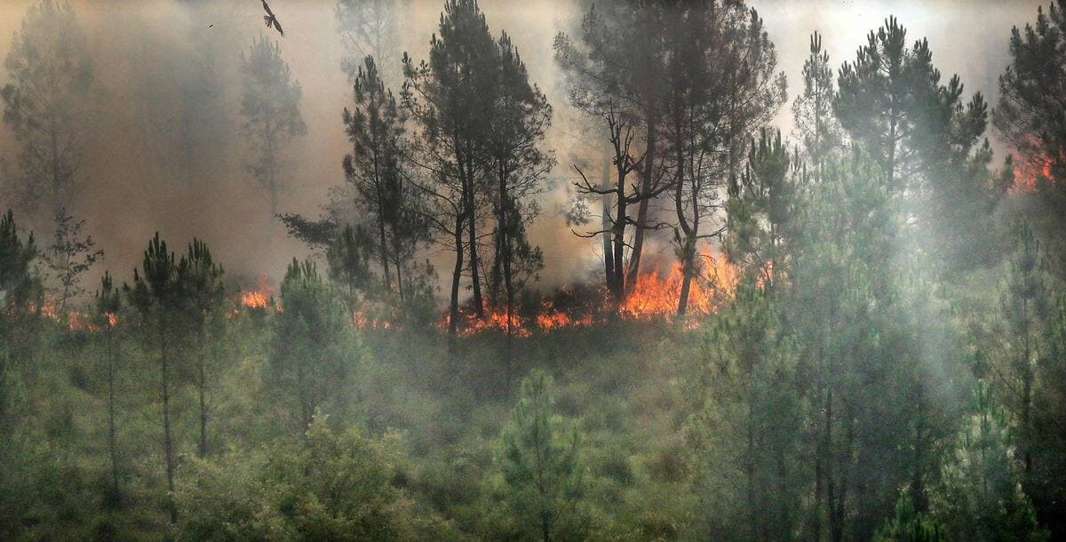 Un feu de forêt consume la végétation à Landiras, dans le sud-ouest de la France.