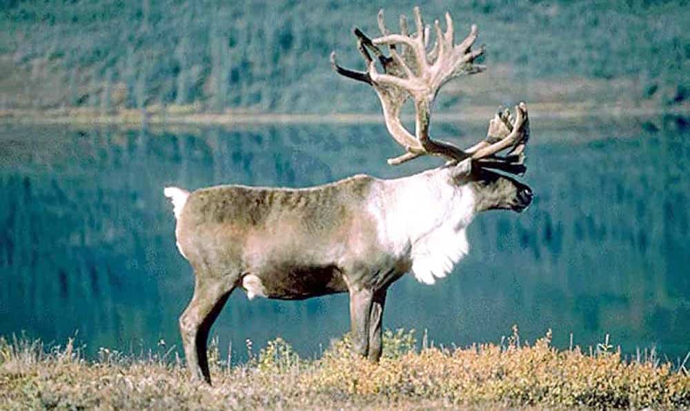 Il faut mieux protéger les caribous dans le sud du Québec, comme à Val-d’Or, dans Charlevoix et en Gaspésie.