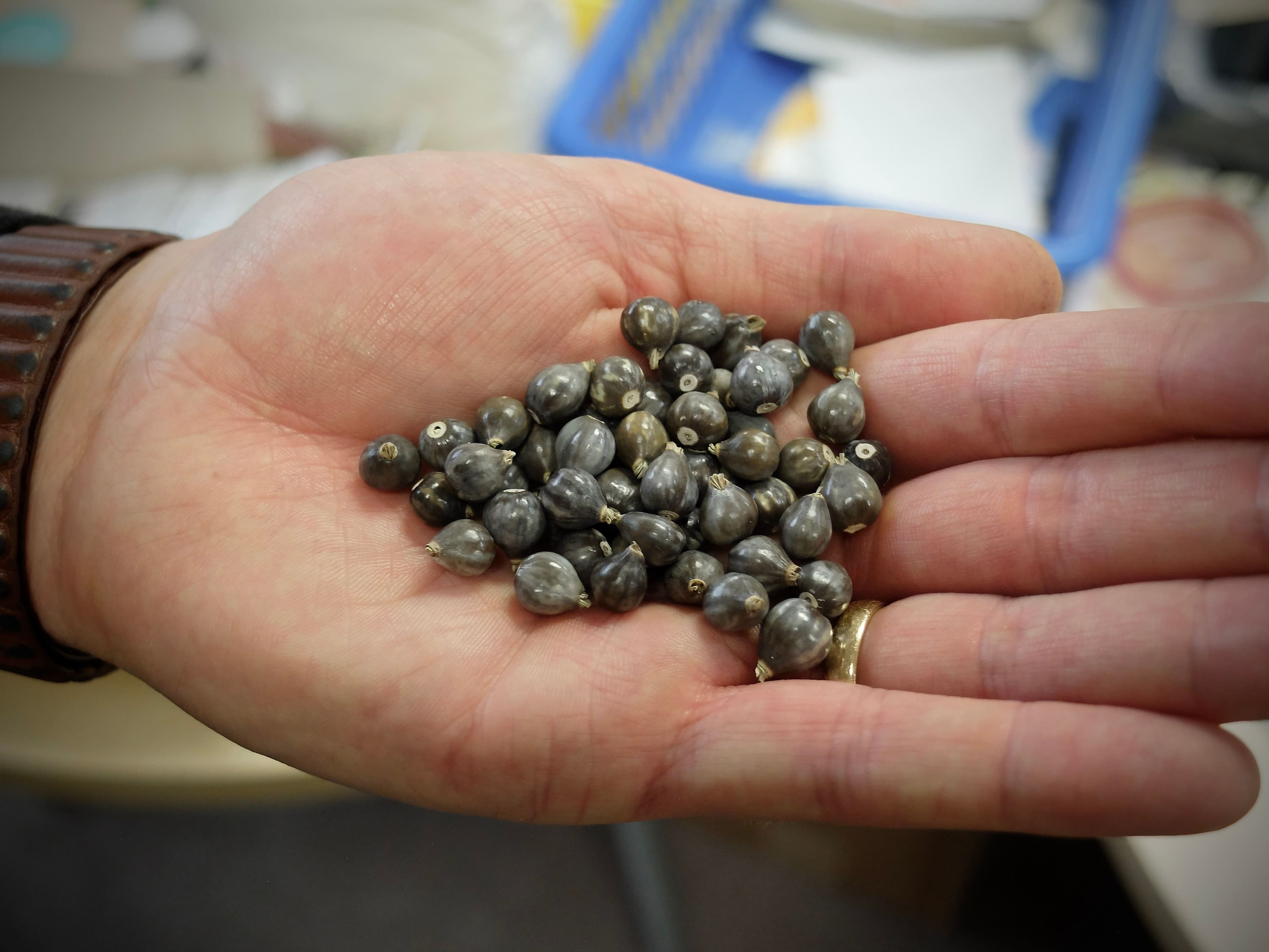 Des larmes-de-Job, qu’une dame de LaSalle et ancienne religieuse a données à la Grainothèque Le Prévost. Son don produira une cinquantaine de sachets.