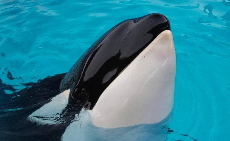 Facebook: Miami Seaquarium