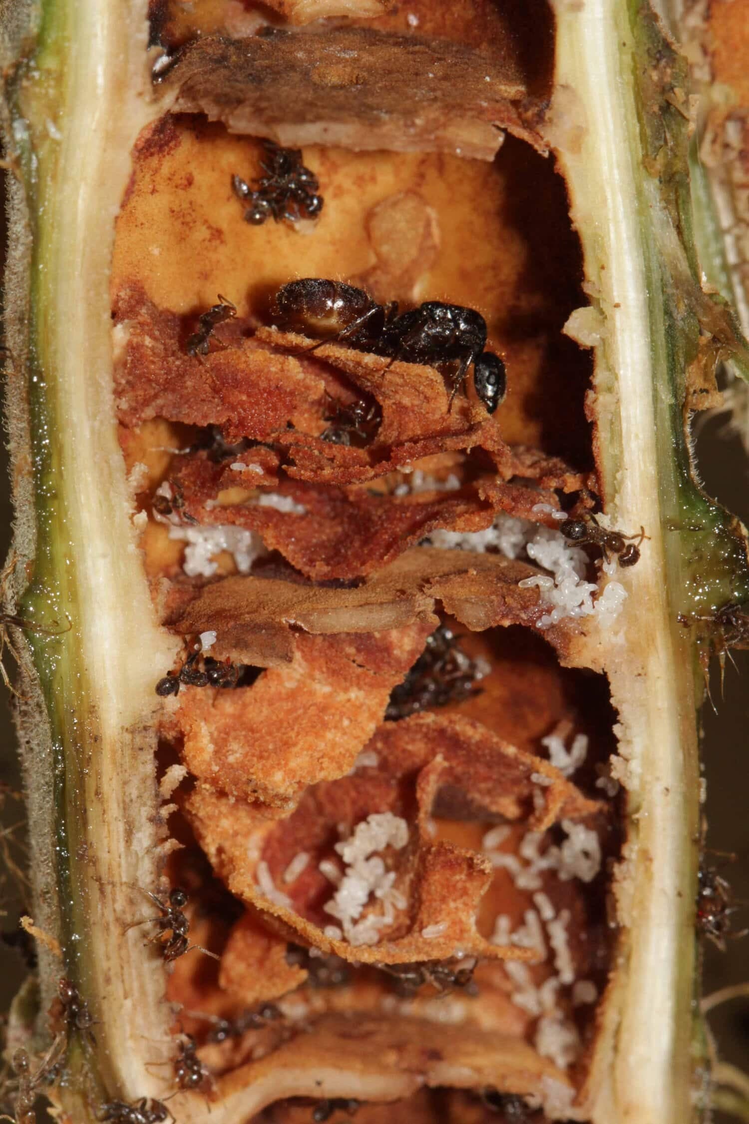 Les fourmis Azteca alfari construisent leur colonie dans le tronc du Cecropia.