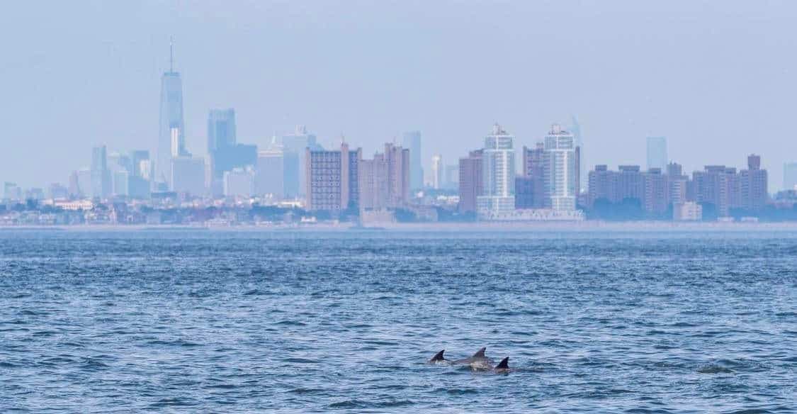 Photo Facebook / Gotham Whales