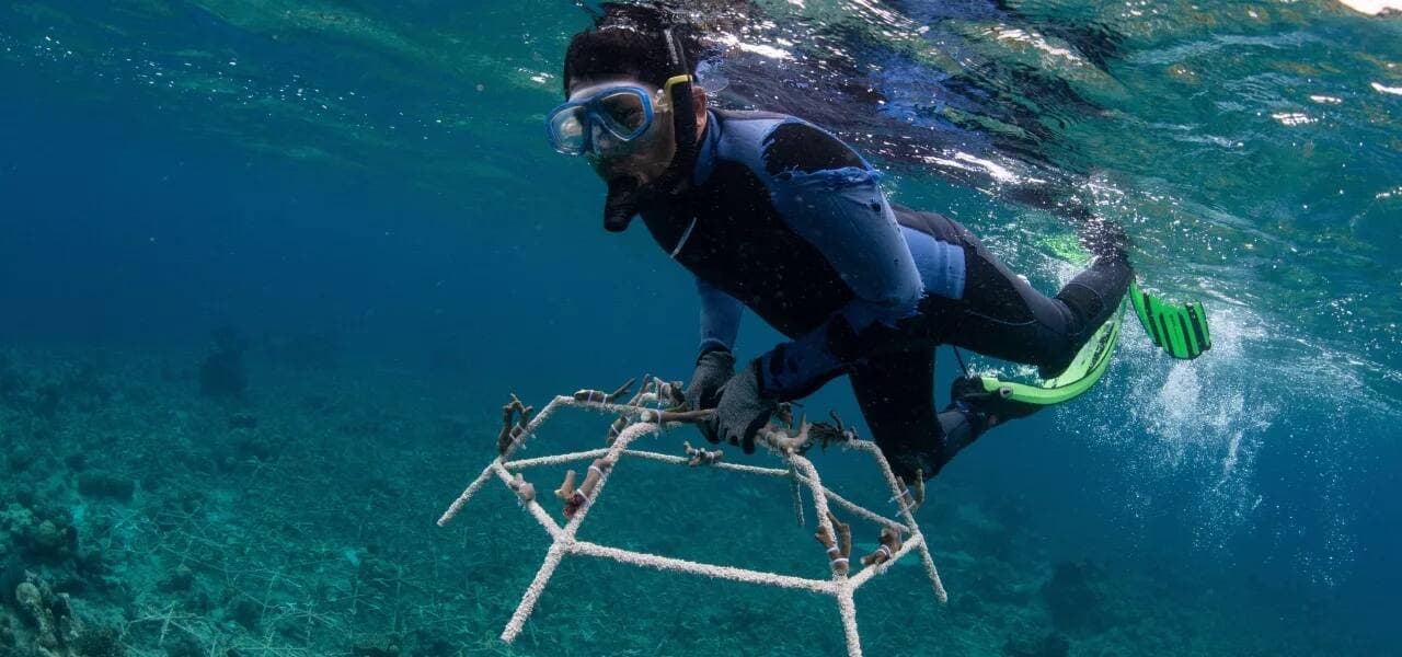 Pour régénérer les récifs, de petits morceaux de corail vivant y avaient été fixés à des cadres métalliques en forme d'étoile puis placés dans les débris laissés par l'explosion de la pêche.