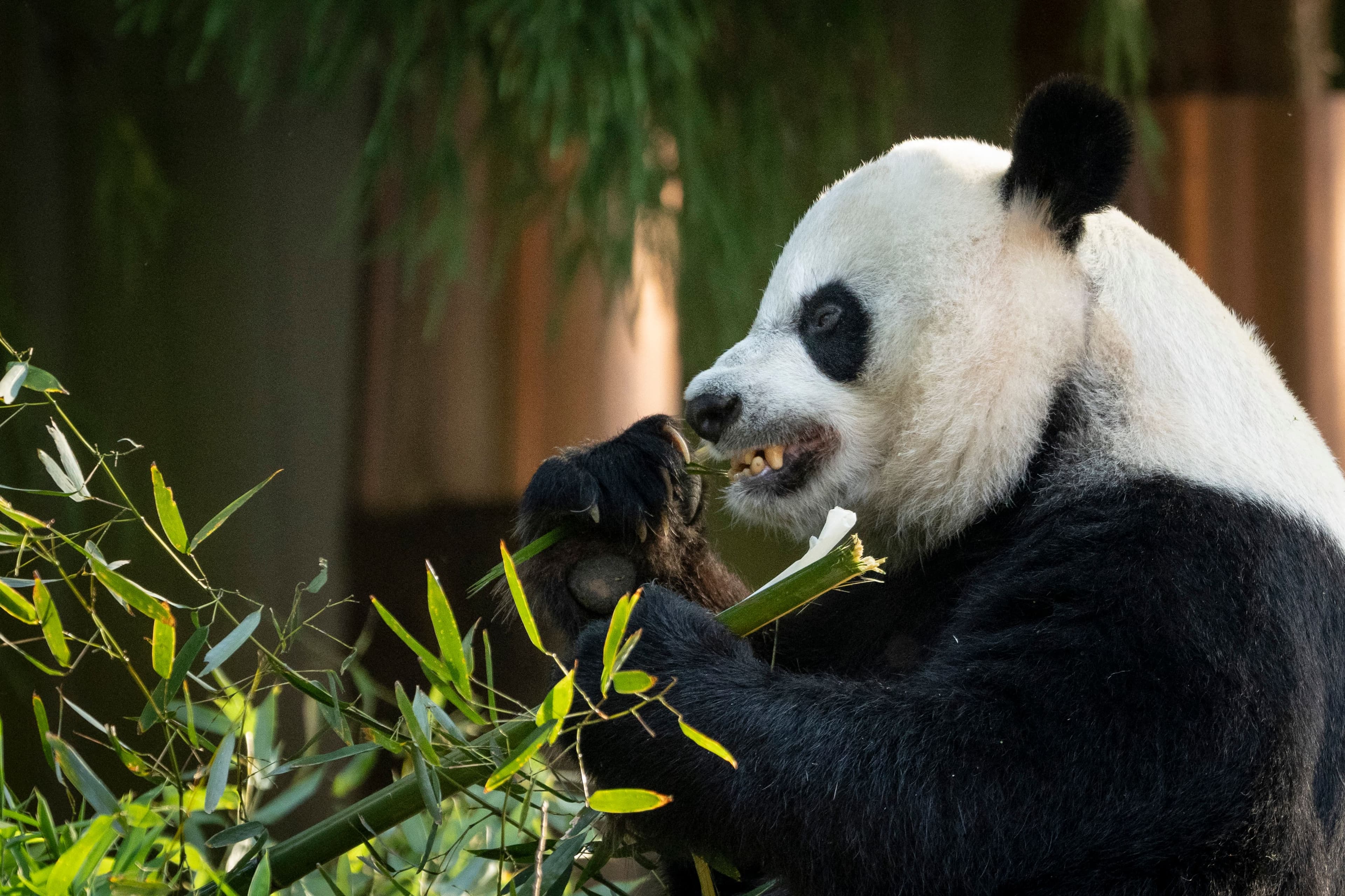 Le bambou représente environ 99% de l’alimentation des pandas géants.