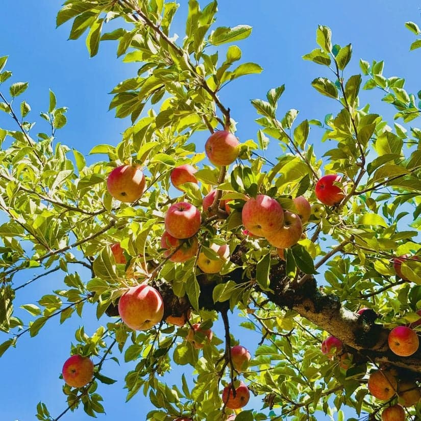 Top 5 des vergers à visiter dans la Rive-Sud