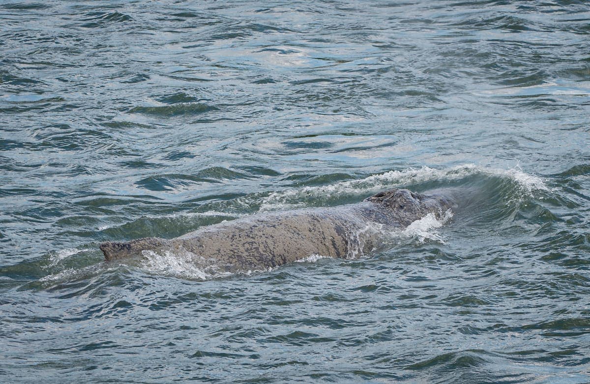 En 2020, une baleine à bosse avait été aperçue dans le Vieux-Port de Montréal. Elle avait finalement été retrouvée morte à l’est de la métropole.