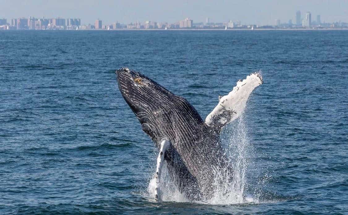 Photo Facebook / Gotham Whales
