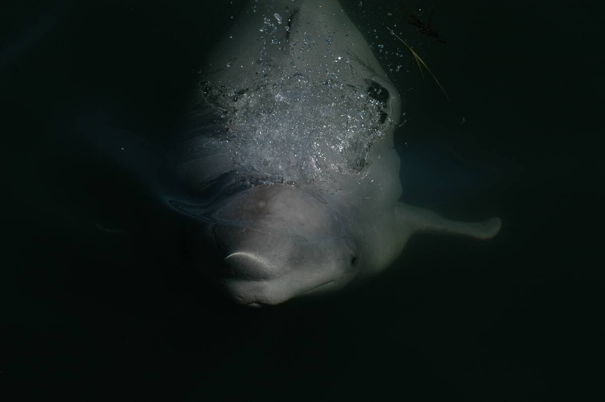 Photo courtoisie Groupe de recherche et d'éducation sur les mammifères marins