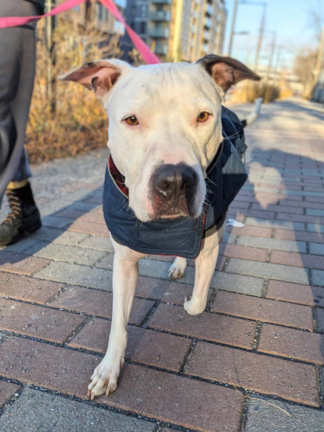 Courtoisie SPCA de Montréal