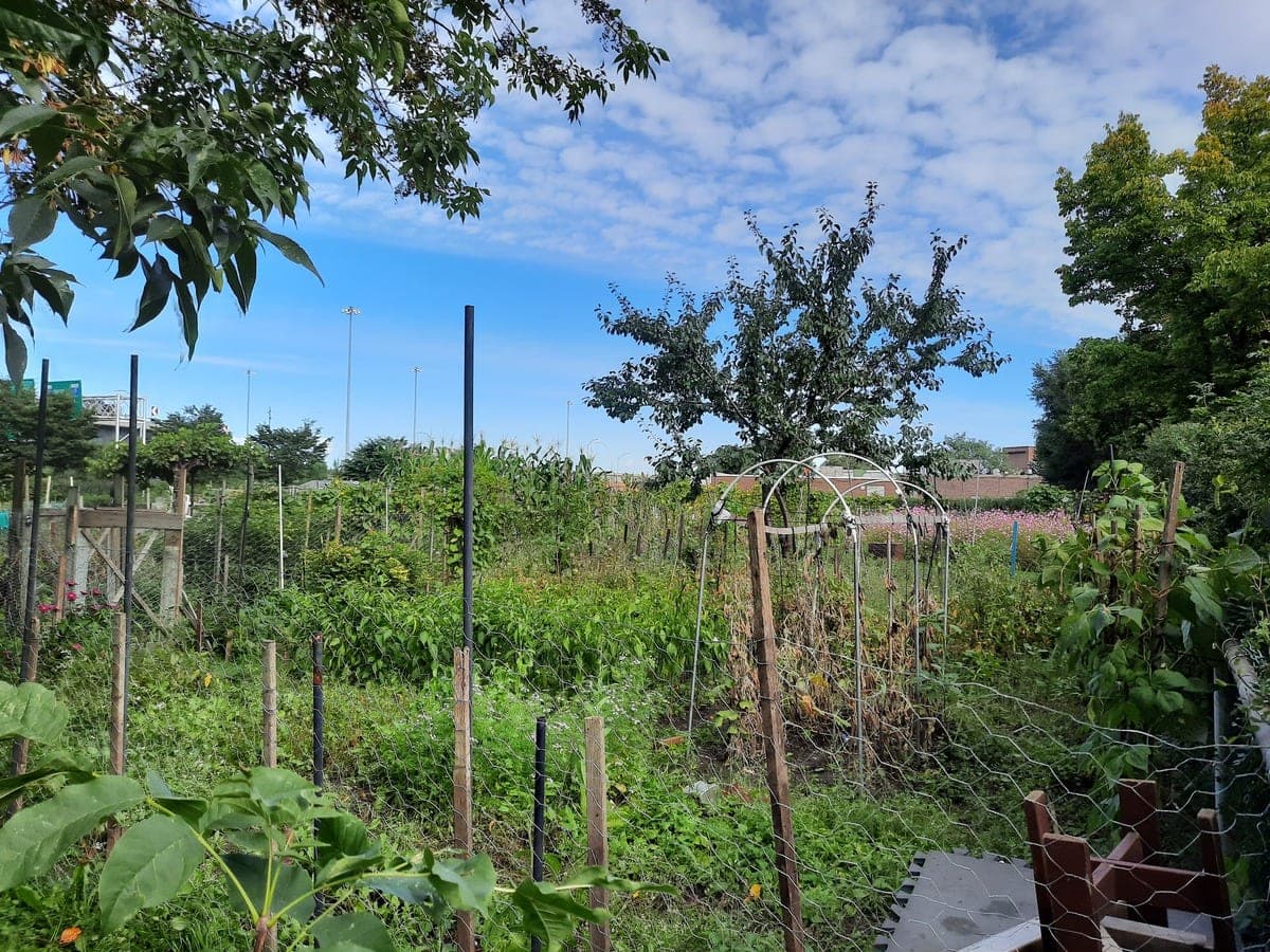 La Ville de Mont-Royal pourrait offrir plus d’espace pour un jardin communautaire comme celui situé sur l’avenue Brittany, avec sa nouvelle politique d’agriculture urbaine, vendredi le 18 septembre 2020. MAXIME AUGER/24 HEURES/AGENCE QMI