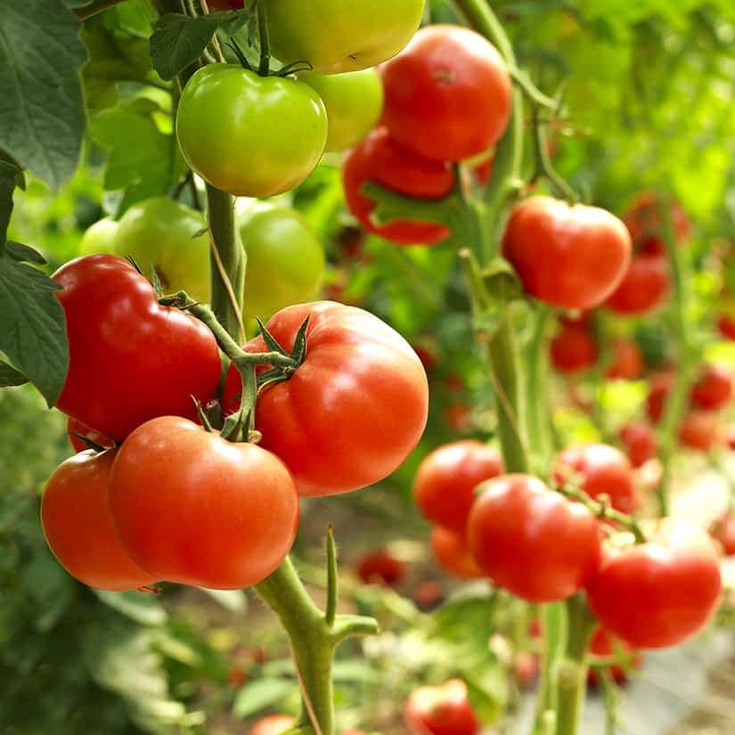 9 conseils et astuces sur la tomate