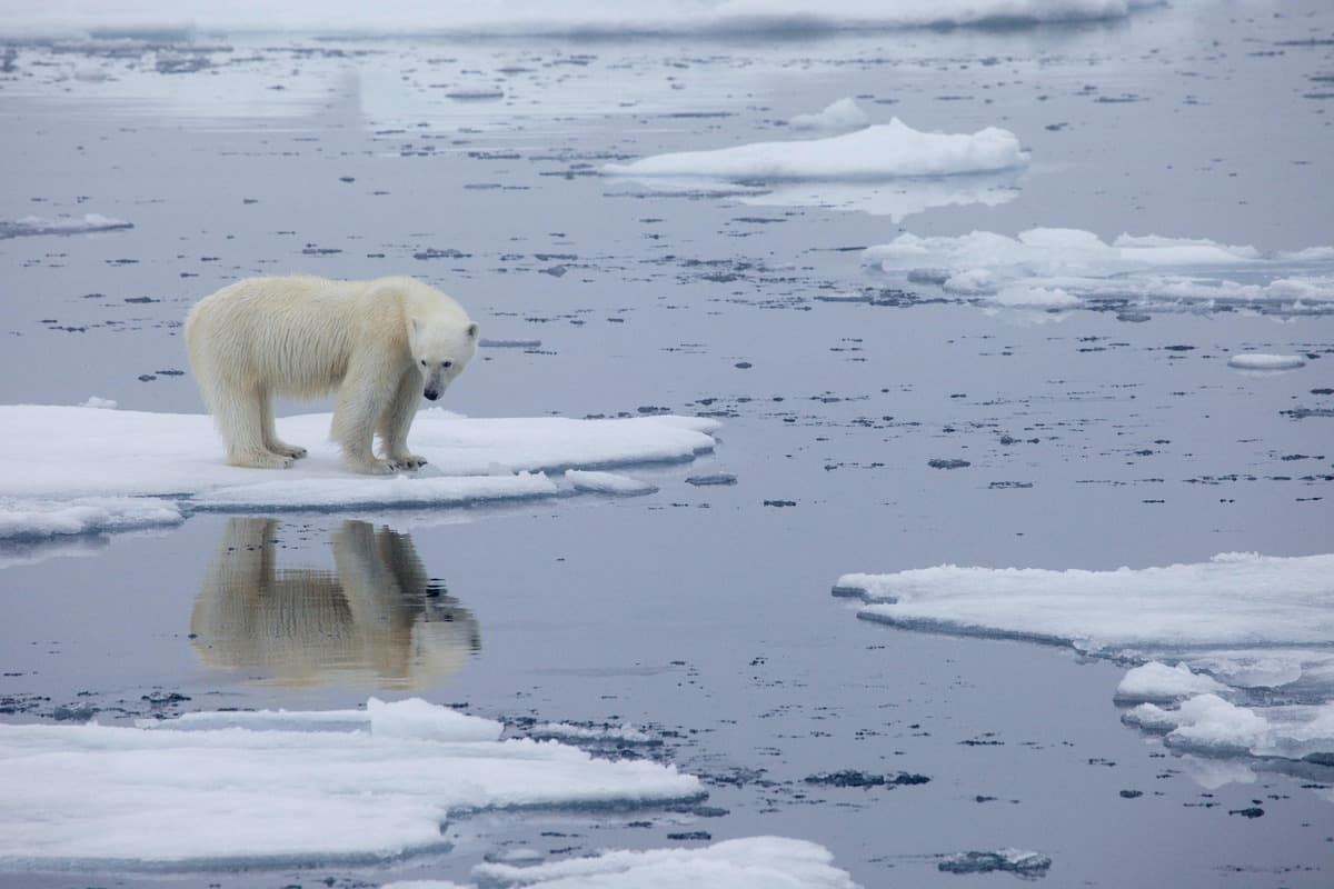 La fonte des glaces dans l'Arctique, conséquence du réchauffement climatique, entraîne la dégradation de l'habitat des ours polaires.