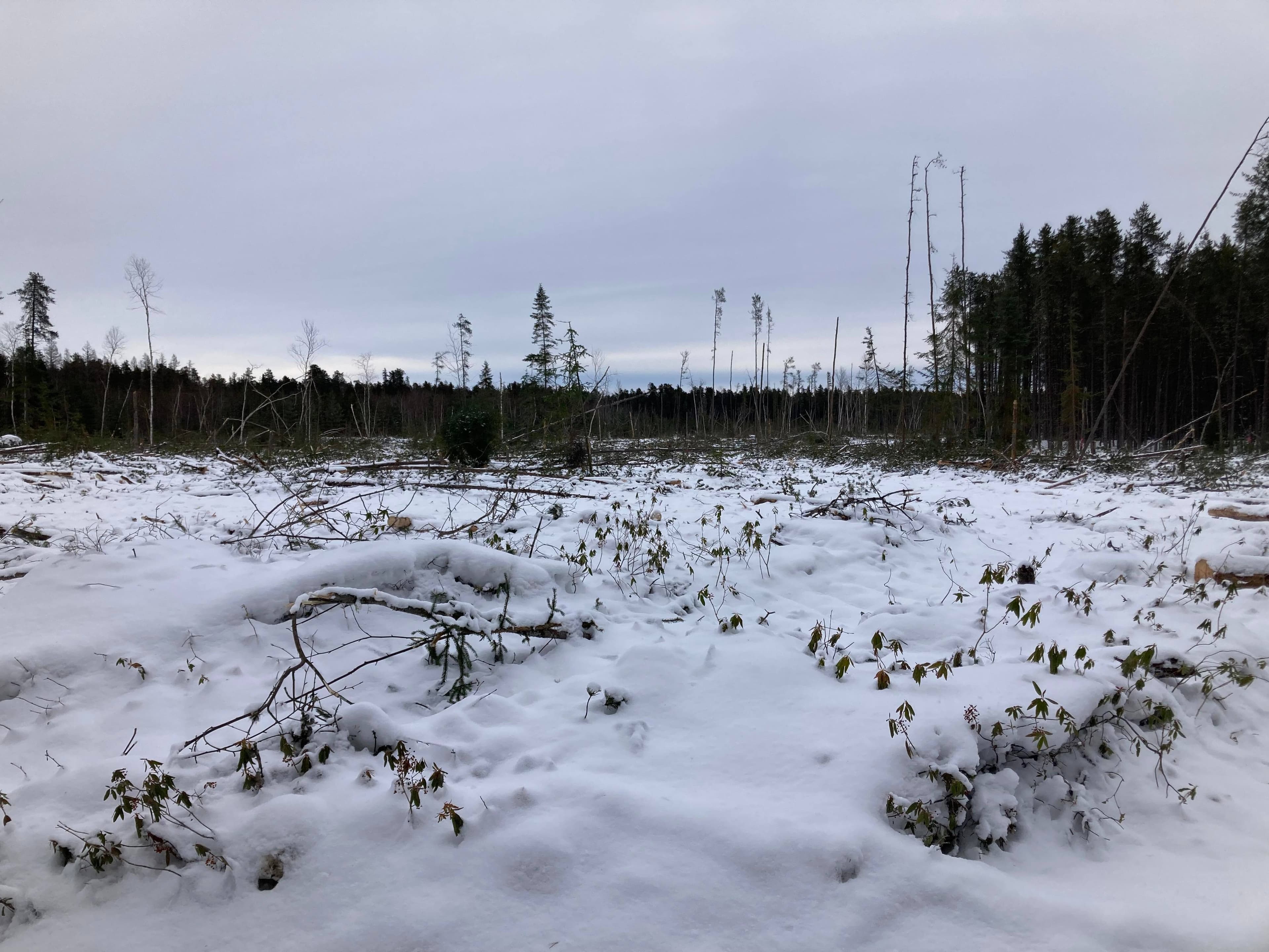 Une portion de la forêt Racine-Vauvert qui a subi des coupes forestières.