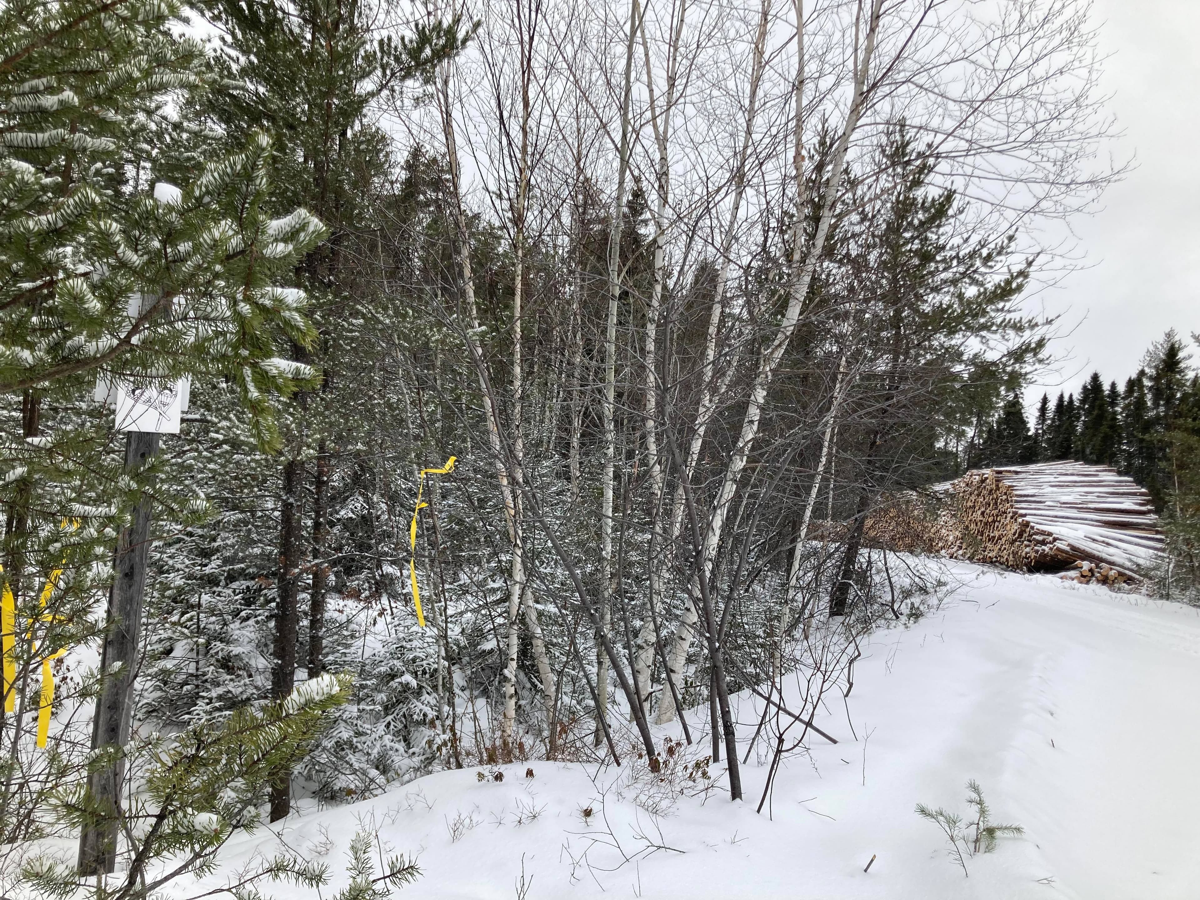 Des coupes forestières sont effectuées à proximité des sentiers de raquettes.