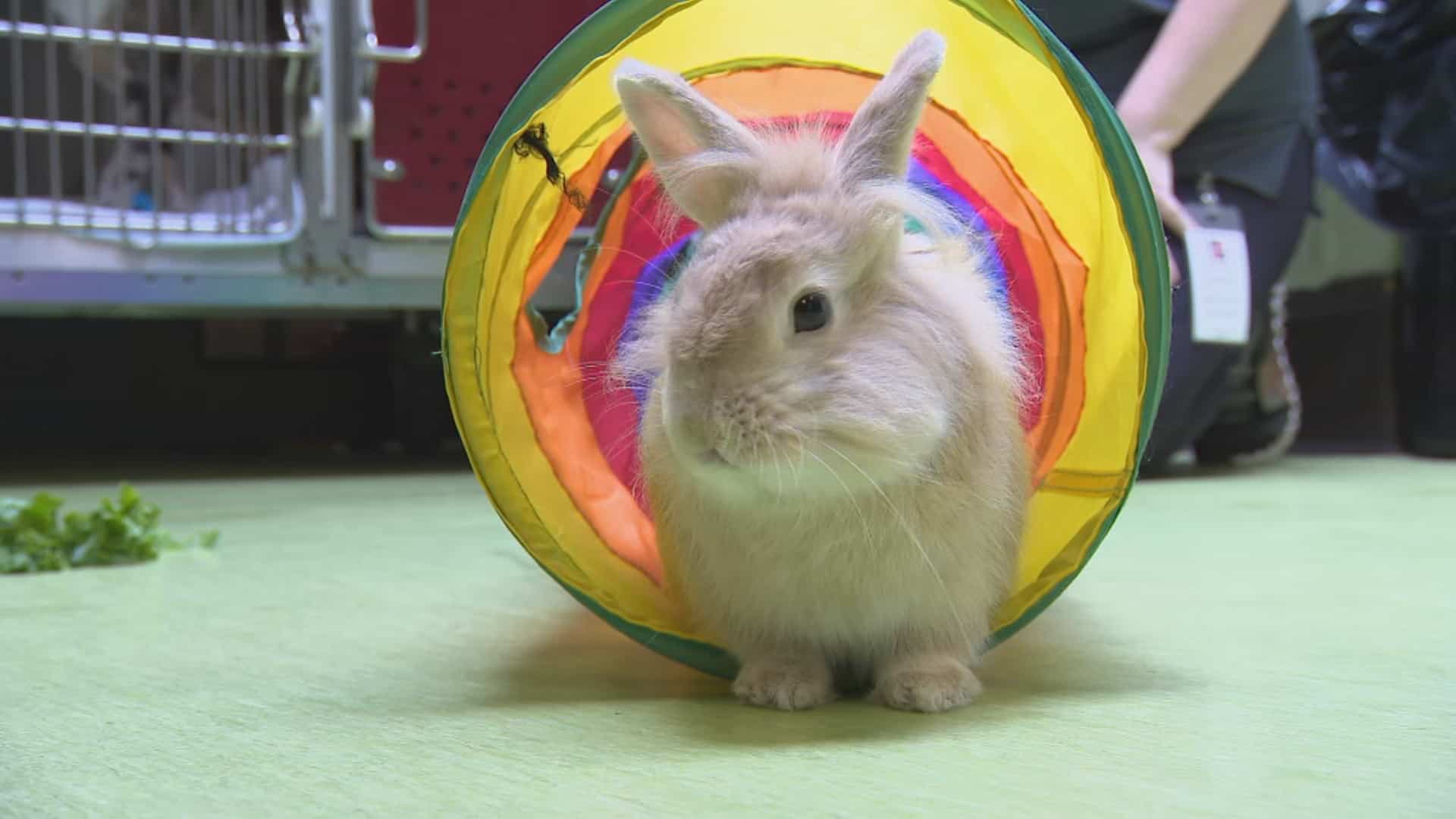 Capture d'écran/TVA Nouvelles