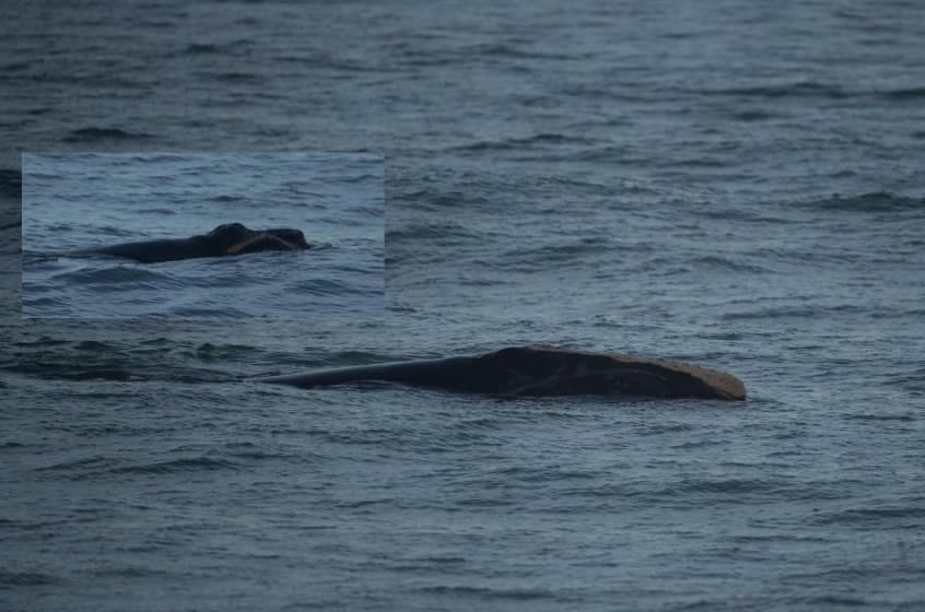 Pilgrim et son baleineau ont été aperçus au large de Canaveral, en Floride, le 30 décembre 2022.