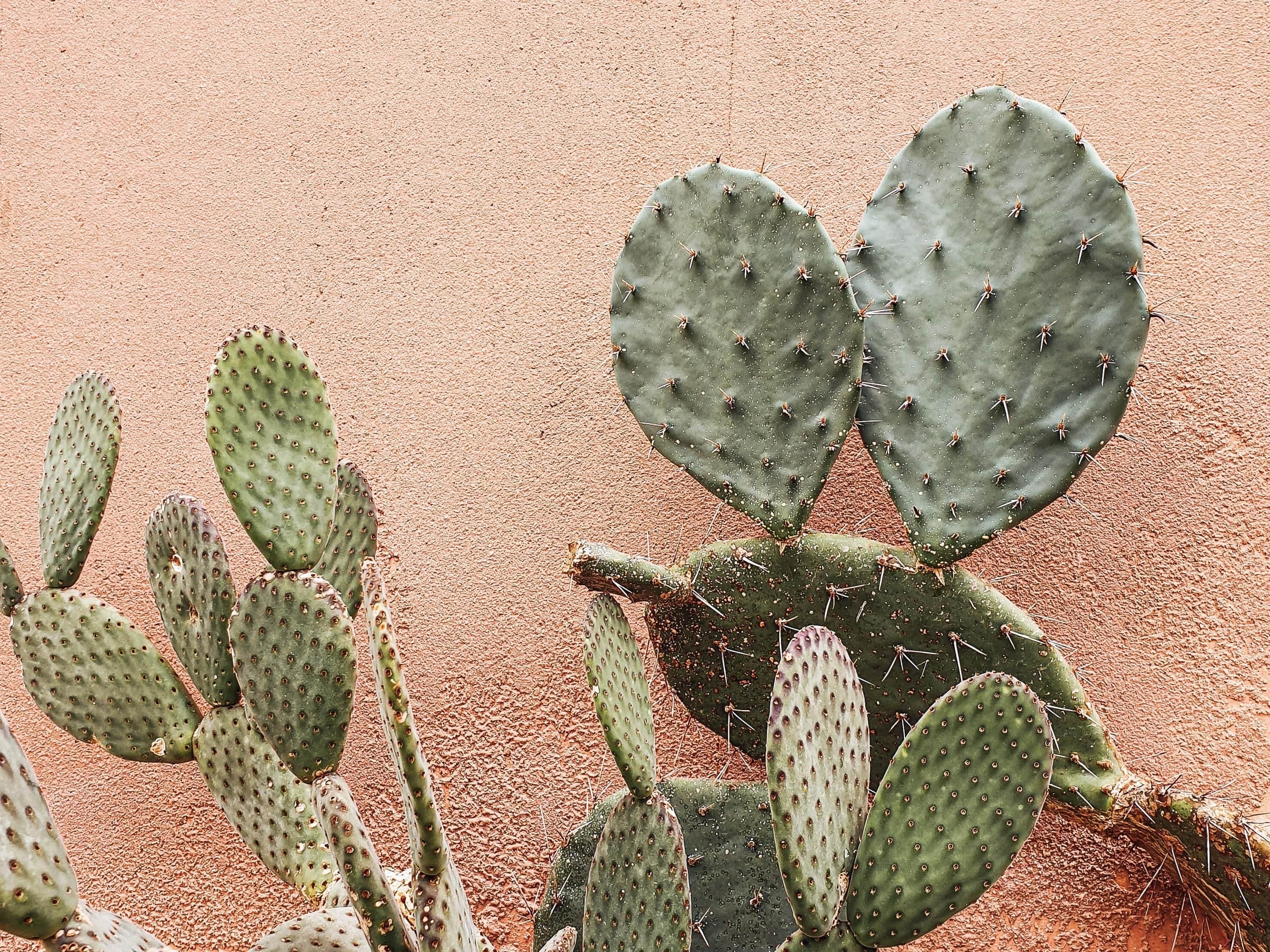 via cactus en ligne