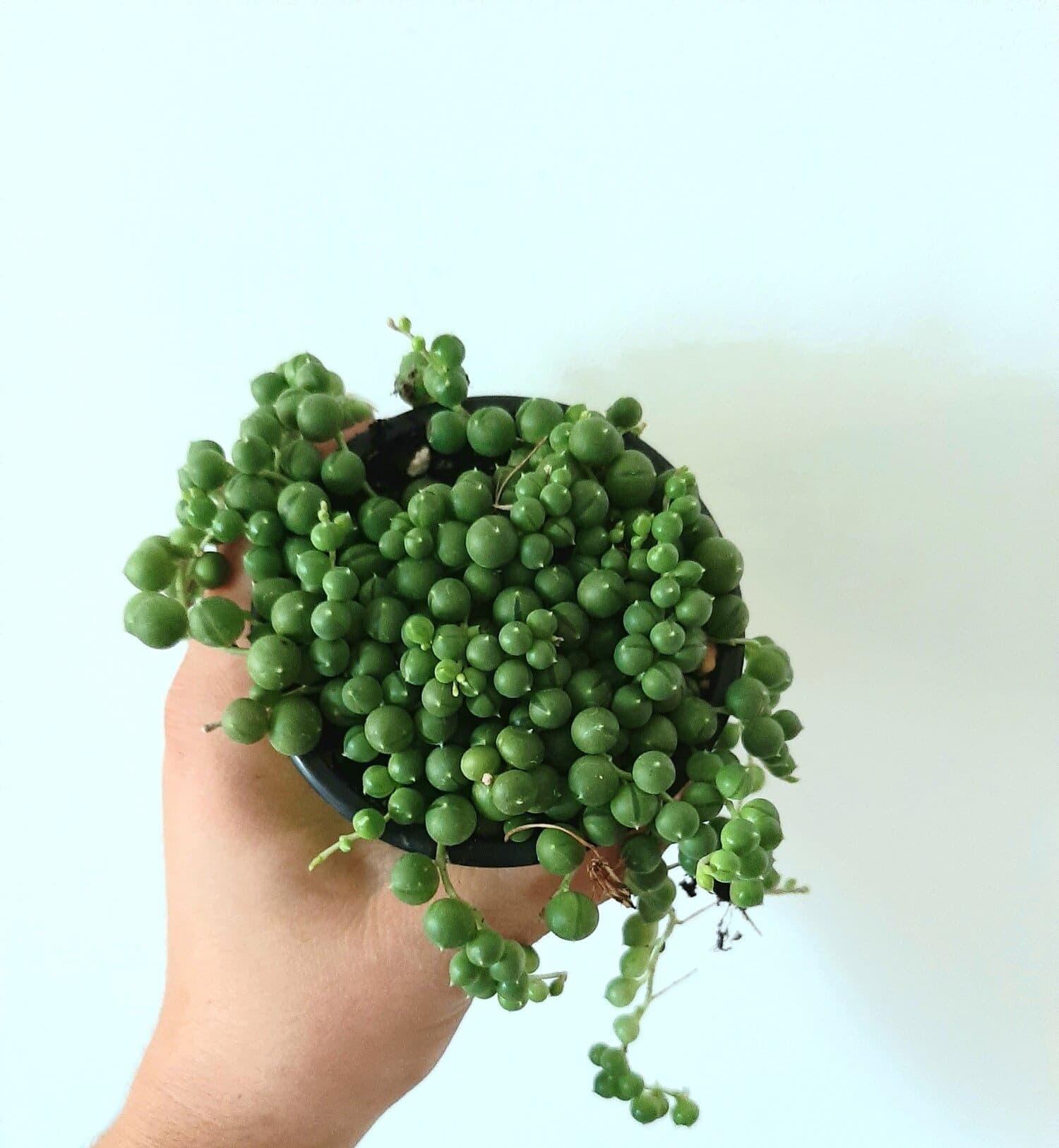 via oma espace vert