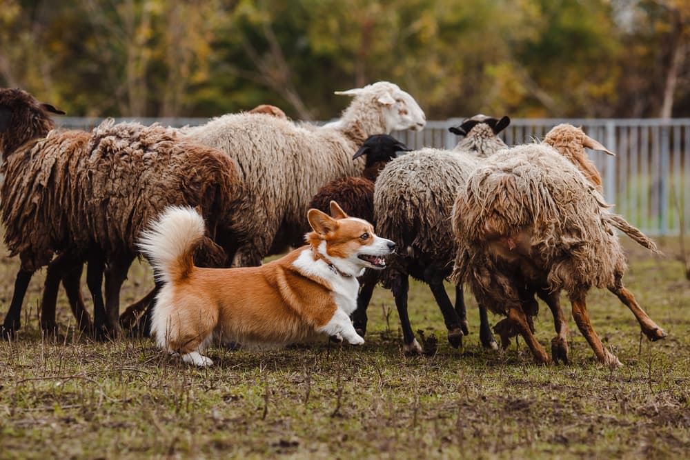 Shutterstock