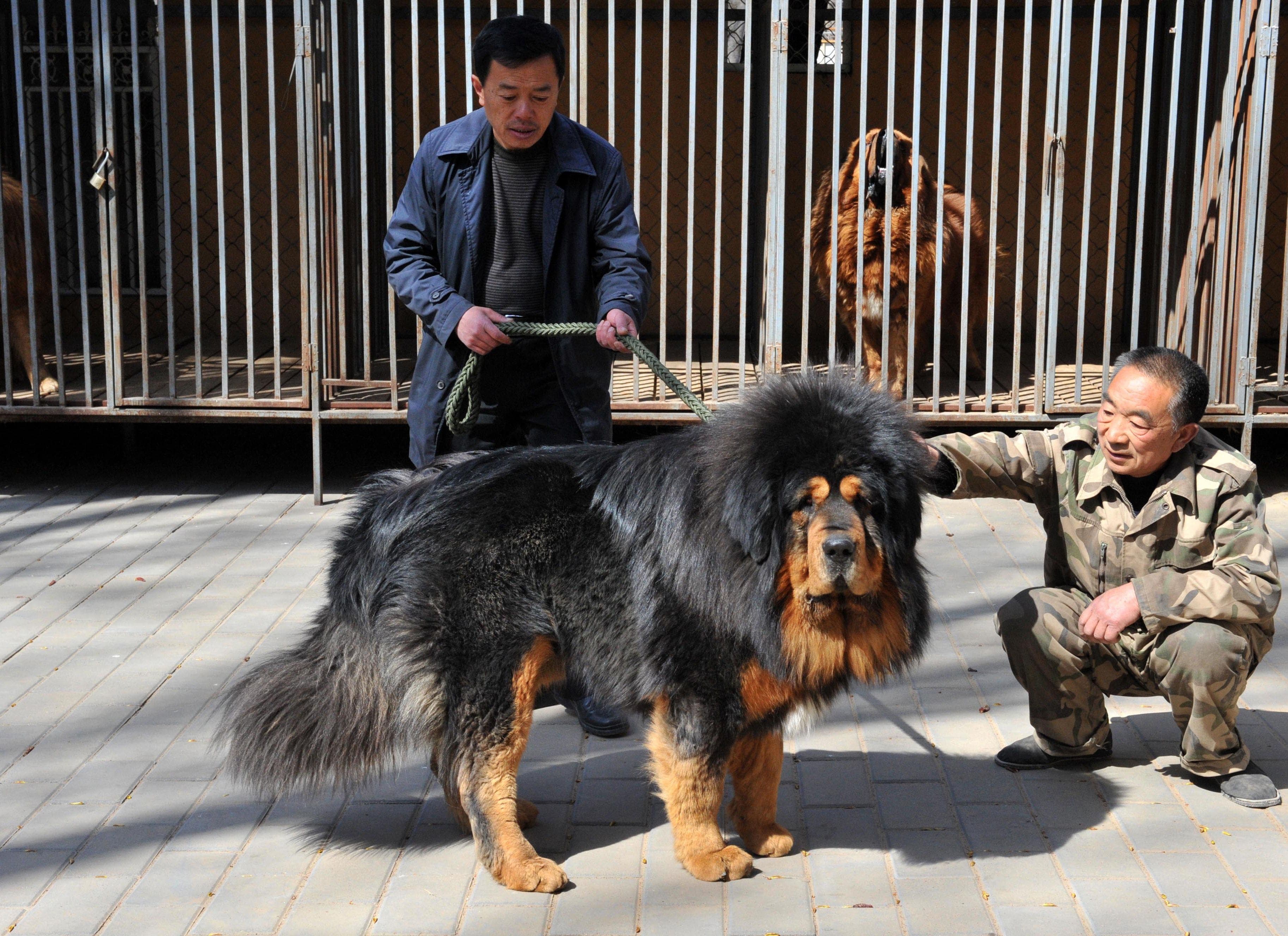 Ceci est un mastiff tibétain (mais pas celui de l'histoire).