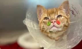 Photo Gracieuseté MSPCA-Angell/CNN