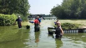Les riverains du lac Roxton ont tenté d’enlever le plus de plantes envahissantes possible au début du mois, alors que celles-ci poussaient à travers les algues bleu-vert.