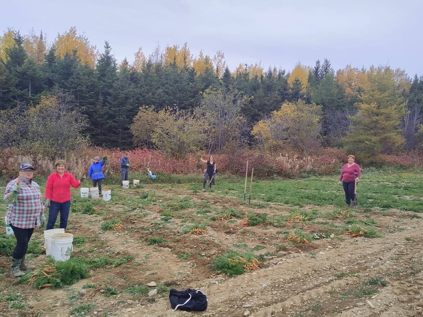 Des bénévoles des Grands jardins du 733 ramassent des carottes.