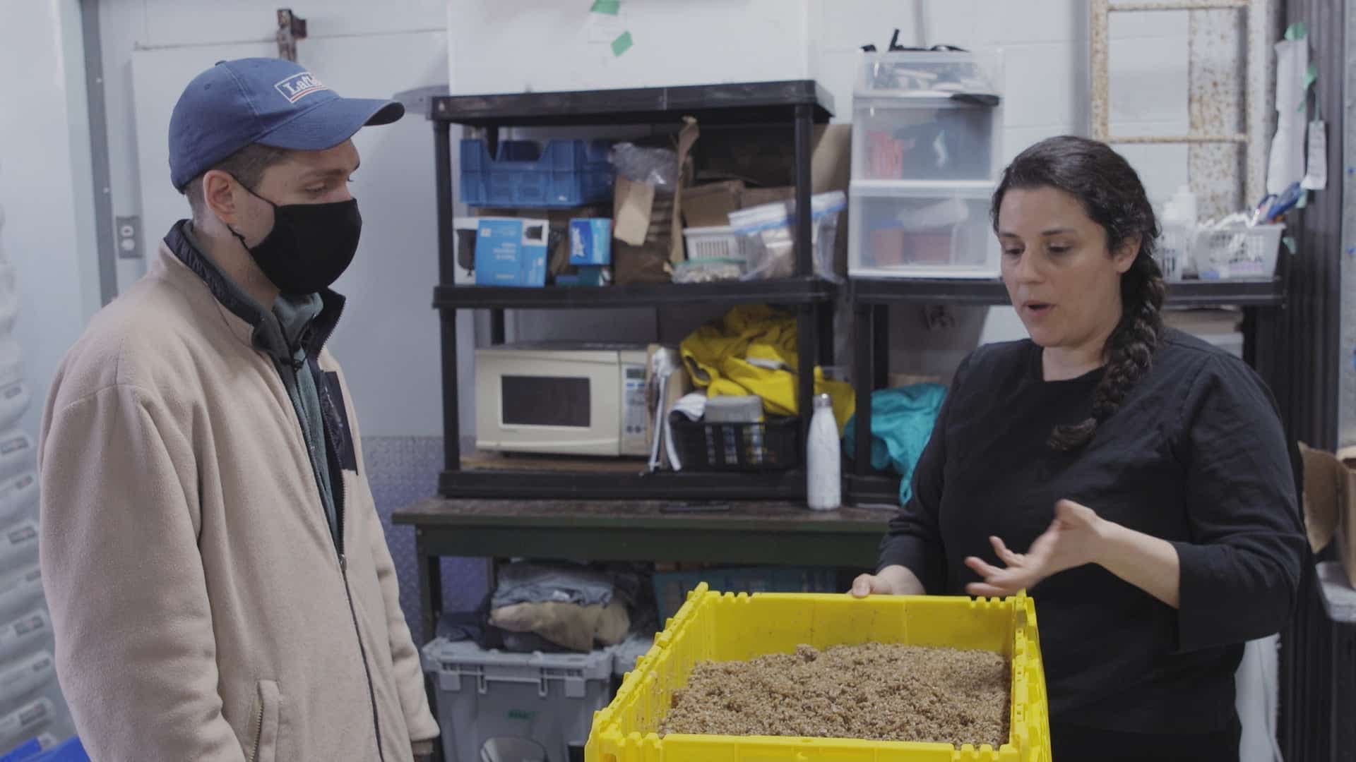 La drêche de brasserie, le résidu des céréales brassées pour faire la bière, est un déchet encombrant que les fermes de champignons peuvent recycler.