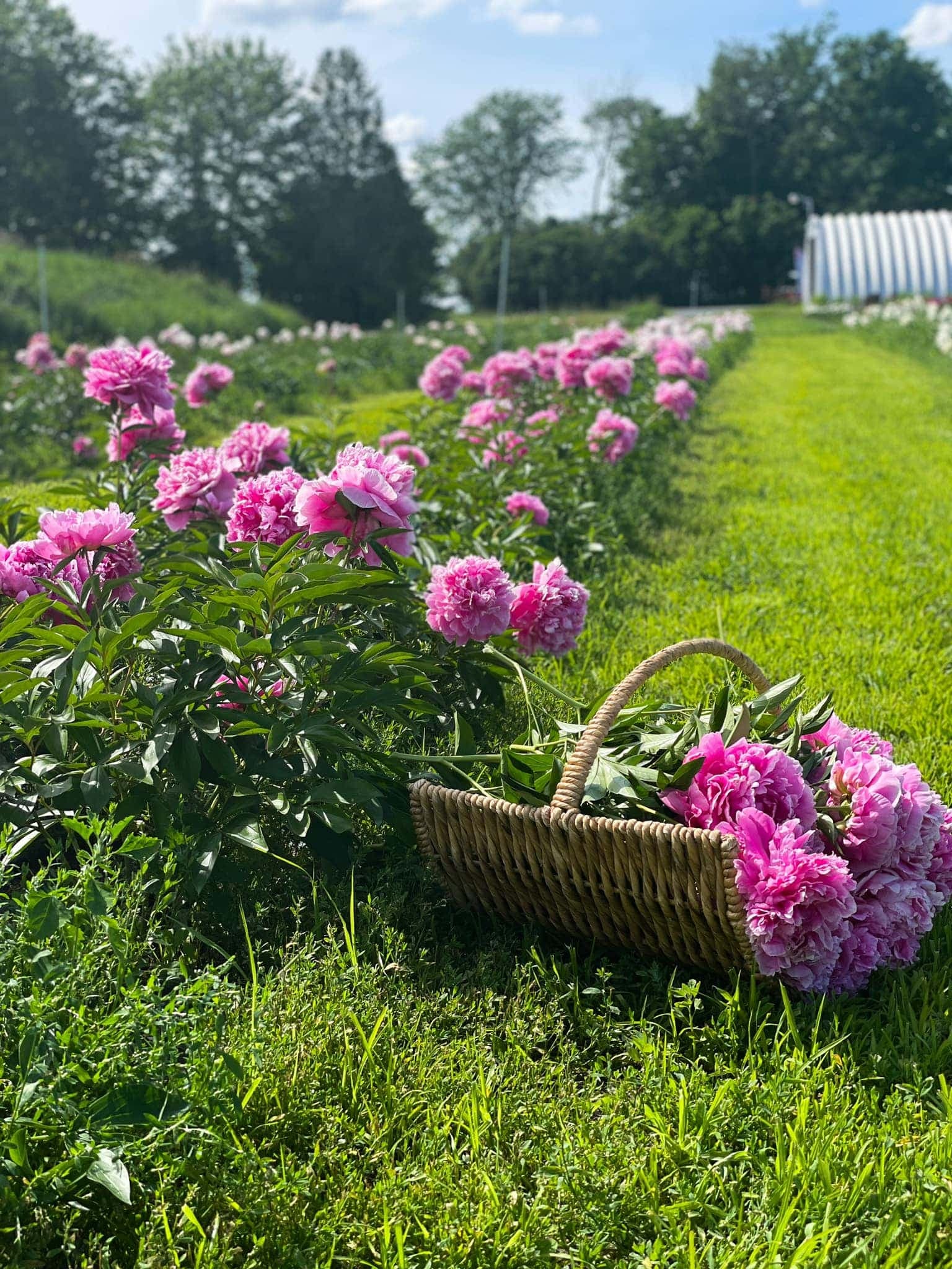 Facebook Pivoinerie Lili