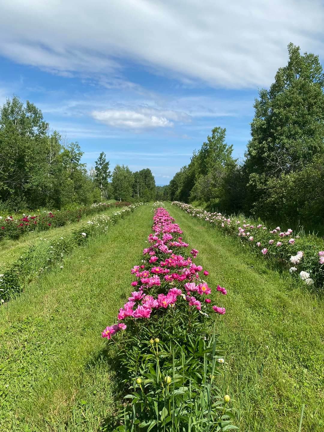Facebook La Pivoinerie du Kamouraska