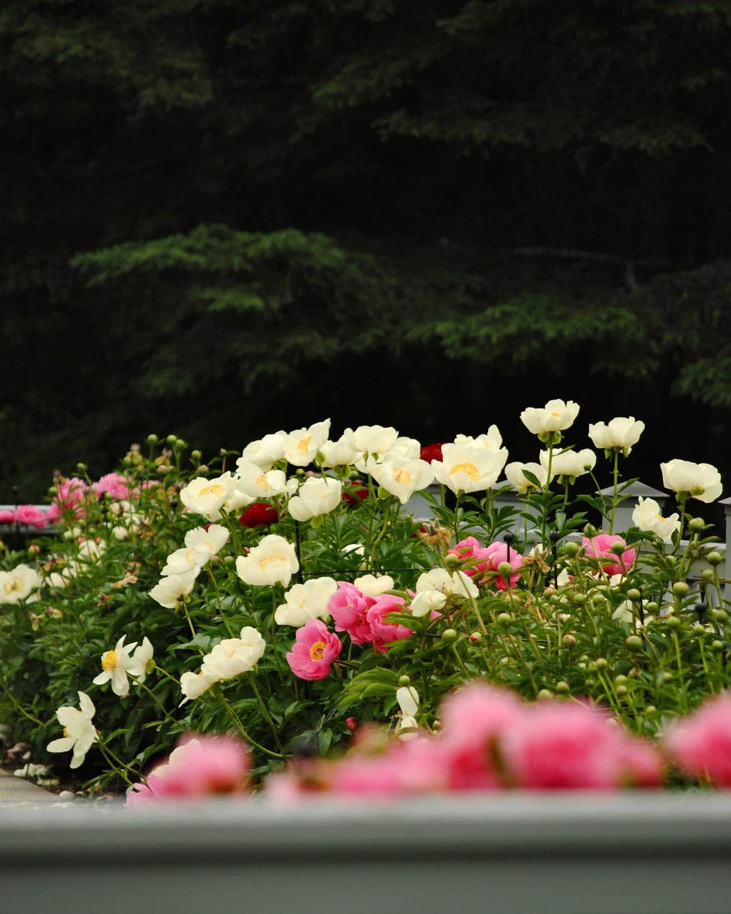 Facebook : Jardins de Metis