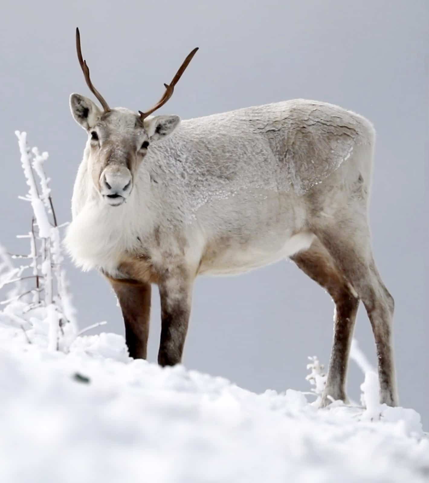 Photo Jean-Simon Bégin