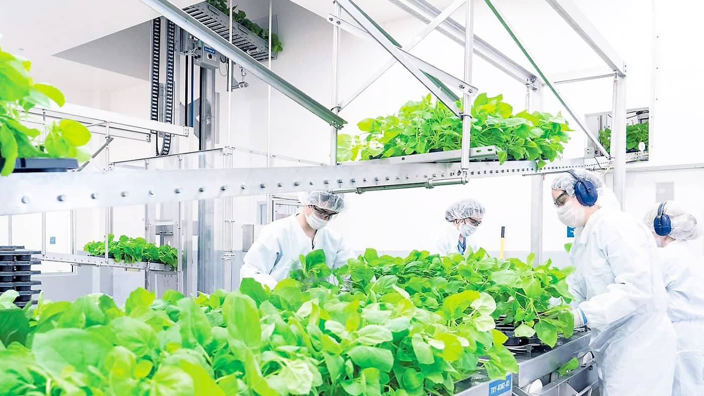 Medicago utilise des plantes pour créer ses produits, dont le candidat-vaccin contre la COVID-19.