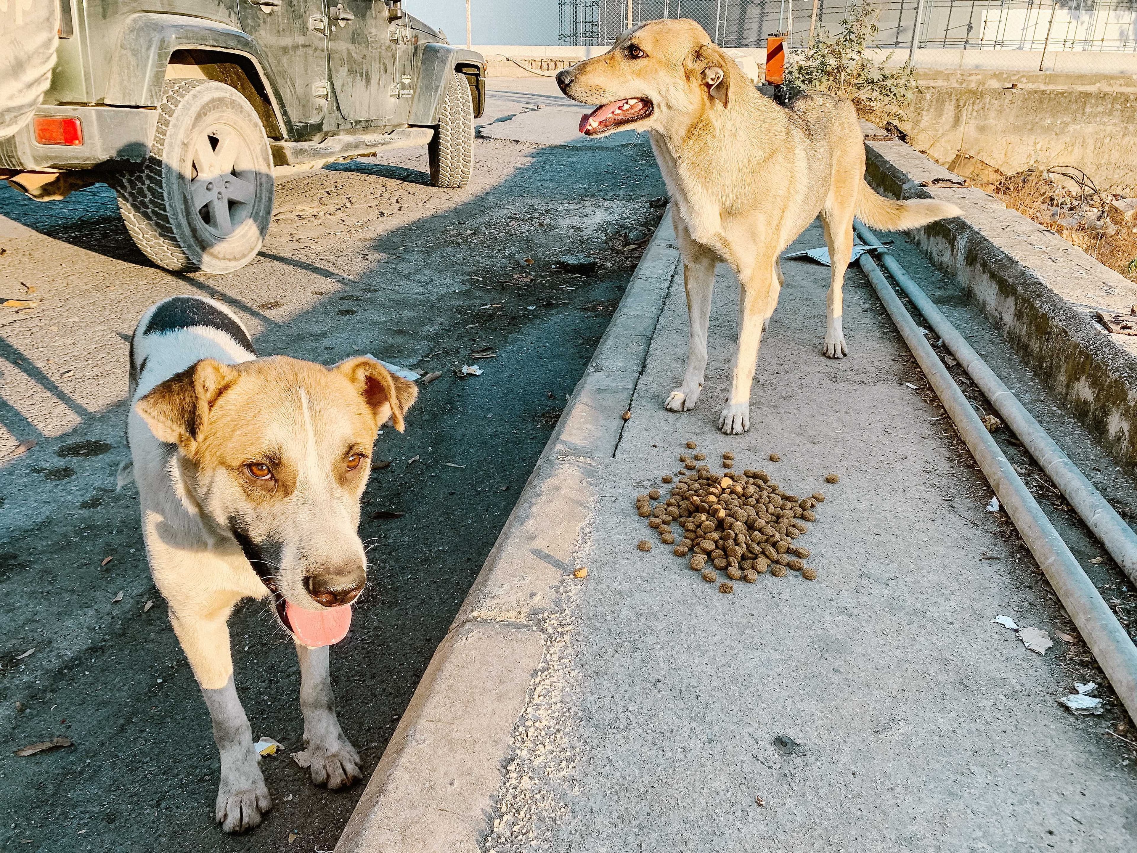 Courtoisie Recue All Dogs