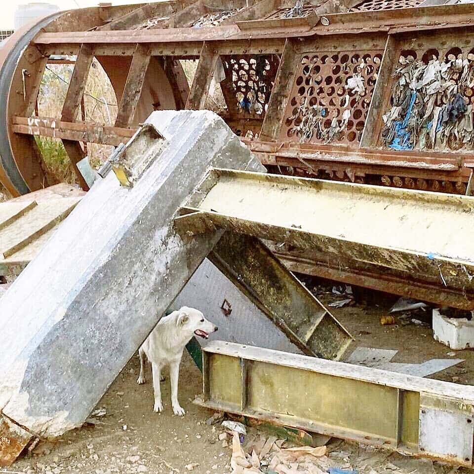 Courtoisie Recue All Dogs