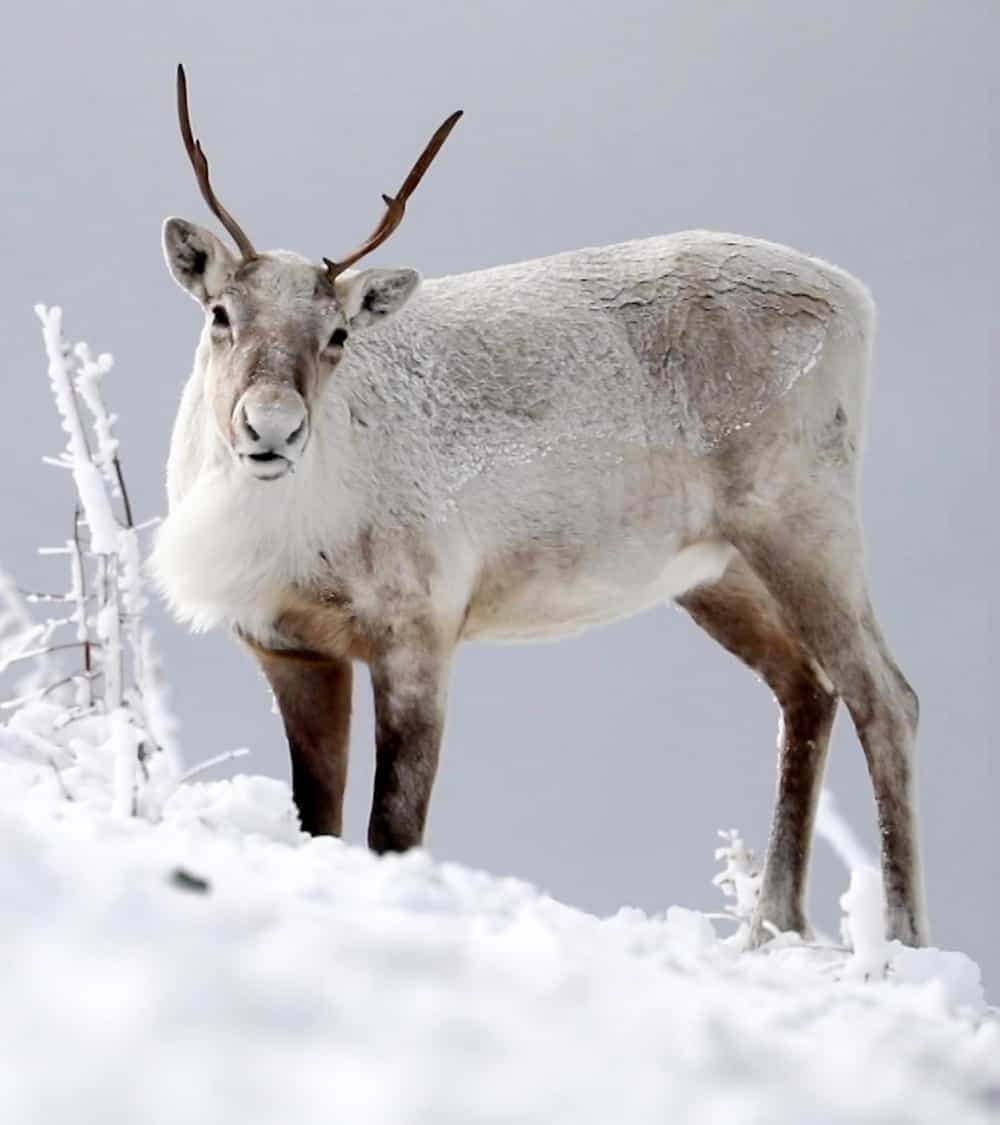 Des groupes de citoyens se battent depuis des années pour protéger une partie des monts Chic-Chocs dans le Bas-Saint-Laurent, où le caribou forestier, en voie de disparition, réside.