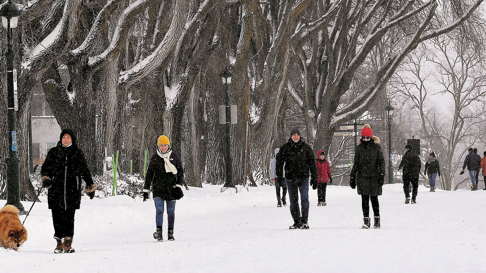 Alors que la propagation du virus a encore ralenti hier à Québec, plusieurs citoyens ont profité de la neige fraîche et de la température douce pour respirer le grand air des plaines d’Abraham en respectant les mesures de distanciation.