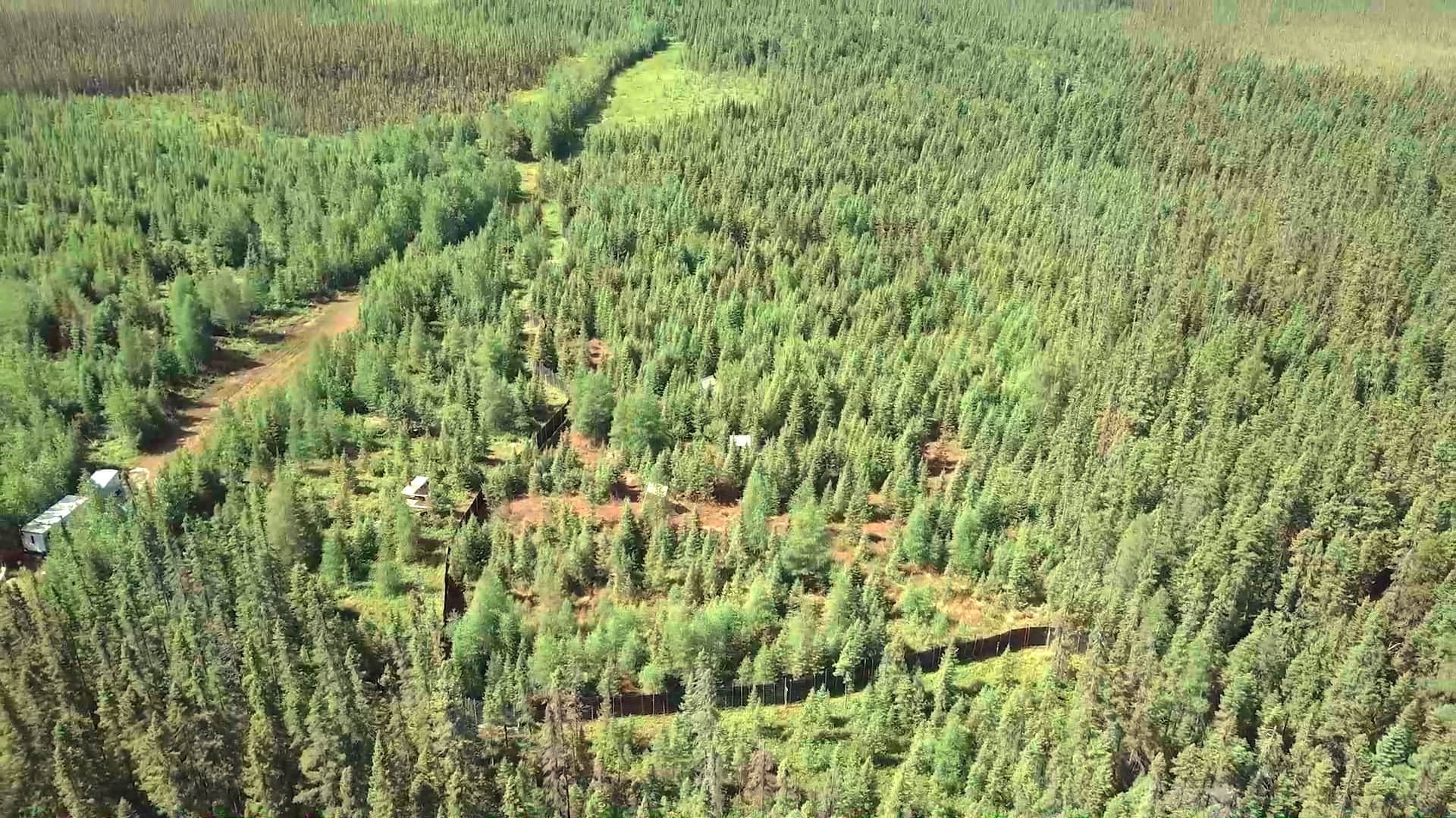 Les sept caribous de Val d'Or vivent sur un territoire encerclé d’immenses clôtures noires.