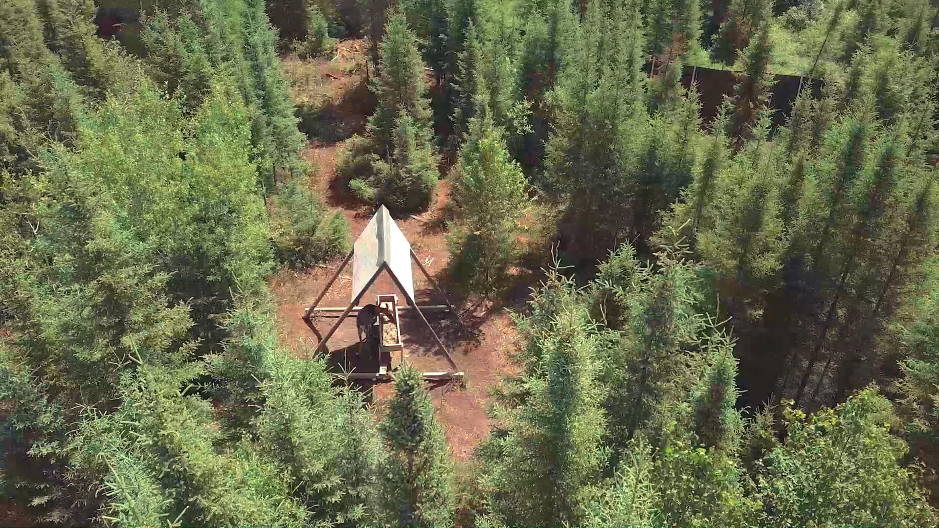 Notre bureau d’enquête a obtenu de rares images de l’enclos où vivent en captivité la harde de caribous de Val-d’Or.