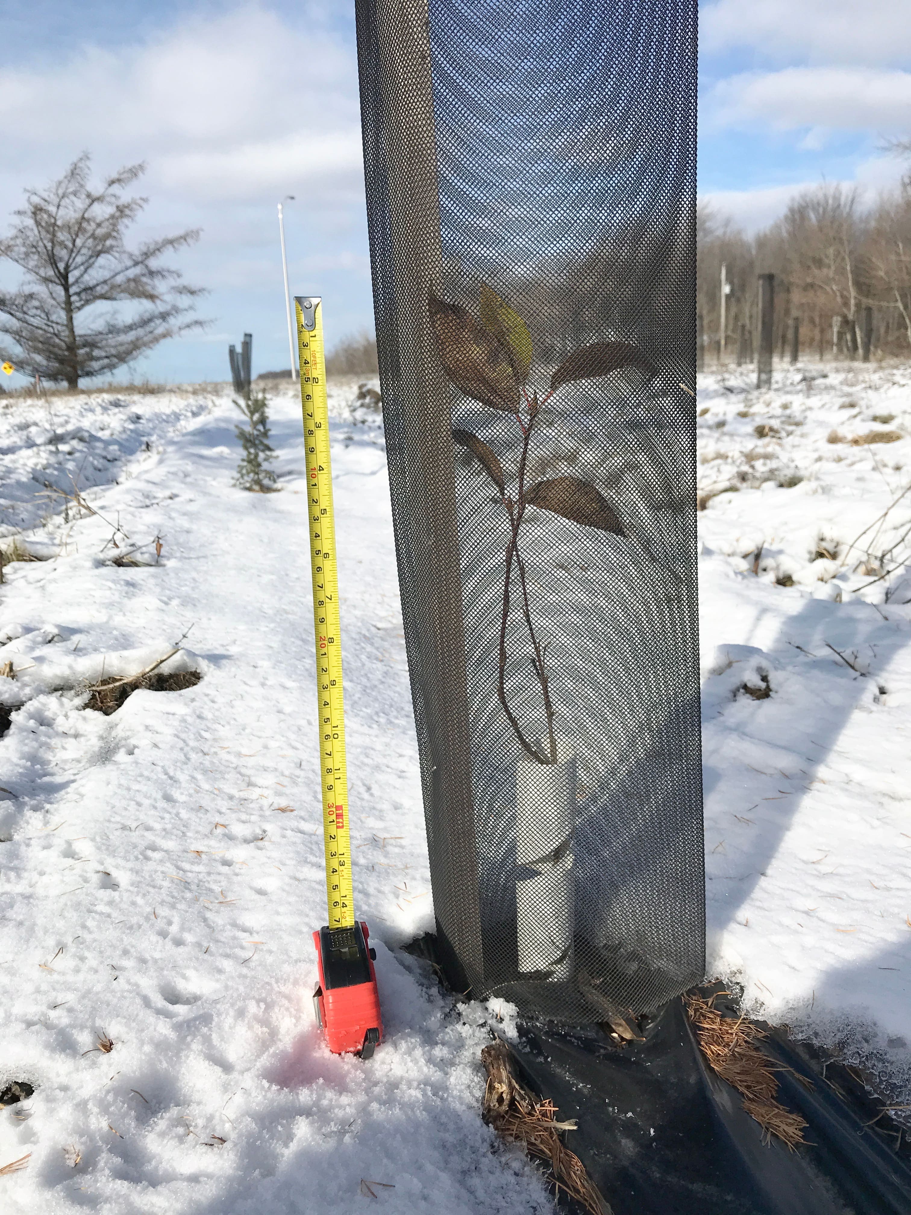 Un petit feuillu de la « forêt Turcot » à Sainte-Madeleine.