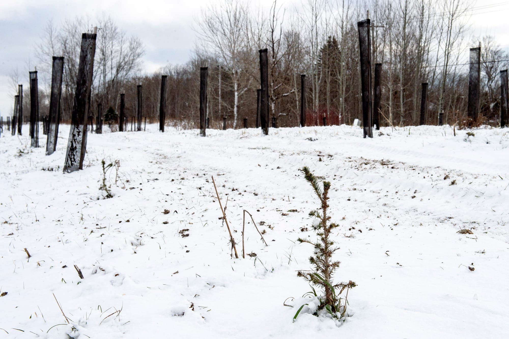 Photo Pierre-Paul Poulin