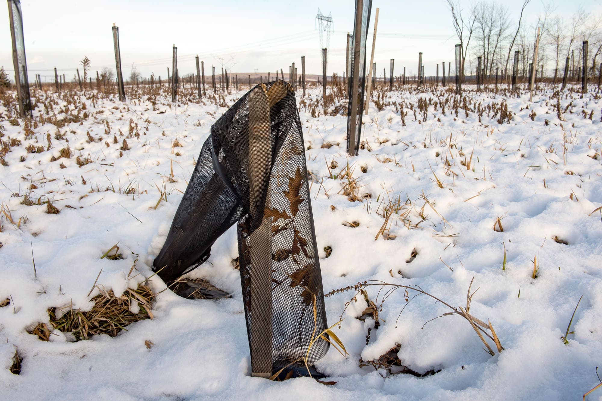 Photo Pierre-Paul Poulin