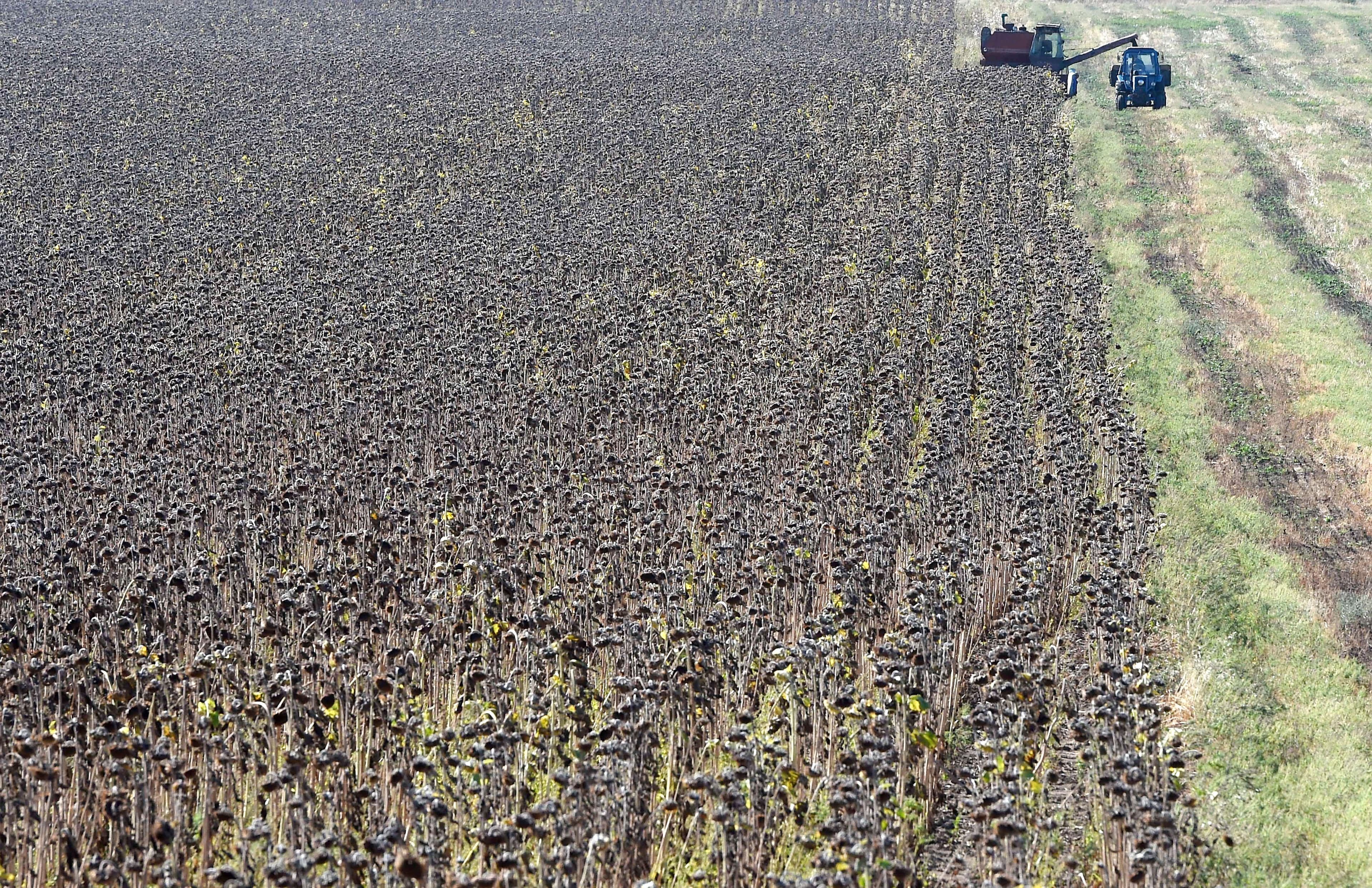 Une moissonneuse récolte des tournesols, dans l’est de l’Ukraine. Le pays d’Europe orientale est le premier producteur mondial de graines de tournesol, le 6e producteur d’orge, le 9e producteur de soja et un important exportateur de blé.