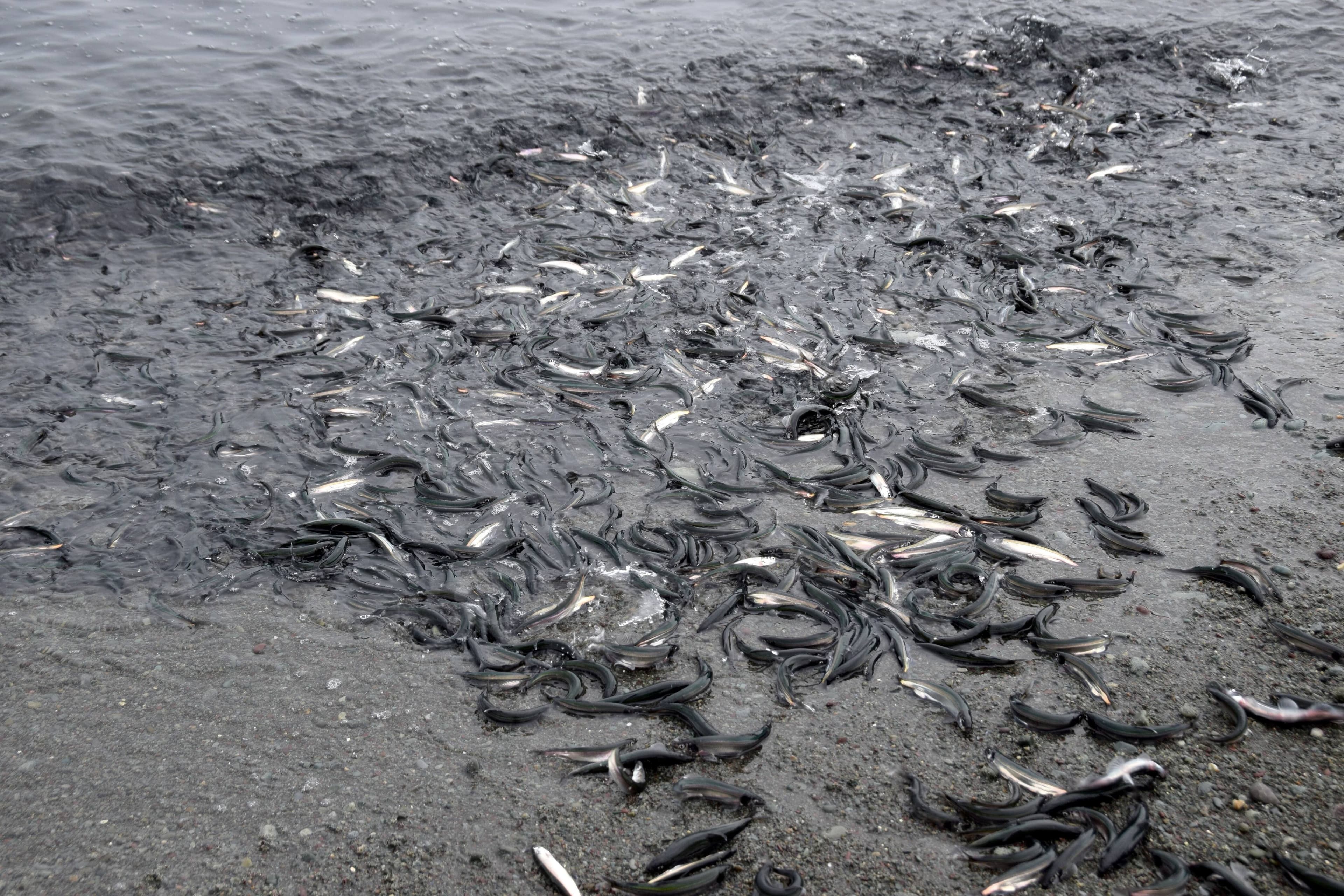 Un tas de capelans roulent sur la plage de Middle Cove, à Terre-Neuve, au Canada.